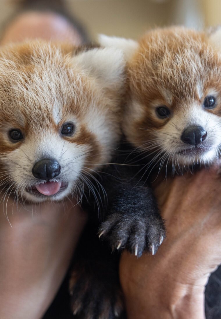 Jerry and Ruckus Red Panda Cubs