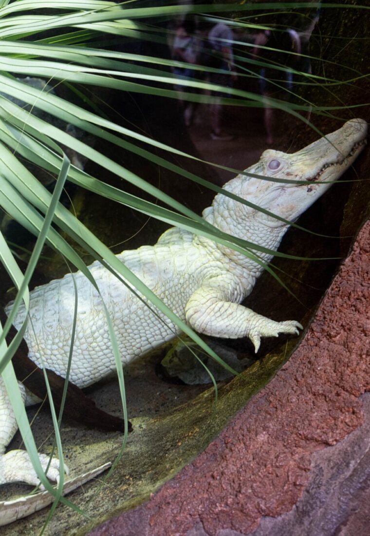 Elsa the alligator