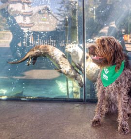 Dog in front of otter habitat