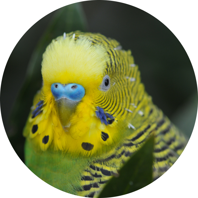 close up of yellow and green budgie