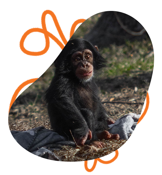 chimp sitting, looking at camera