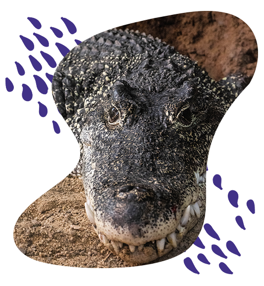 close up of crocodile head