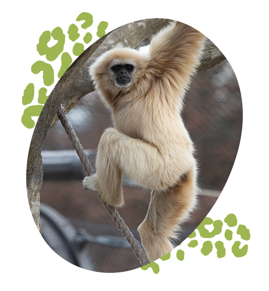gibbon hanging from tree