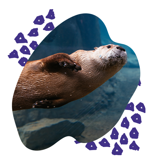 otter swimming up against glass