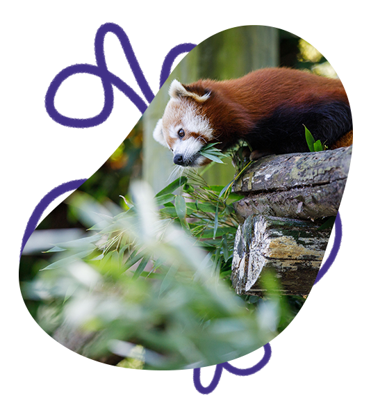 red panda eating bamboo