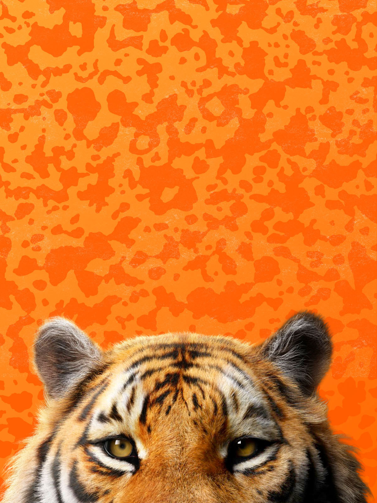 Tiger peeking over orange background.