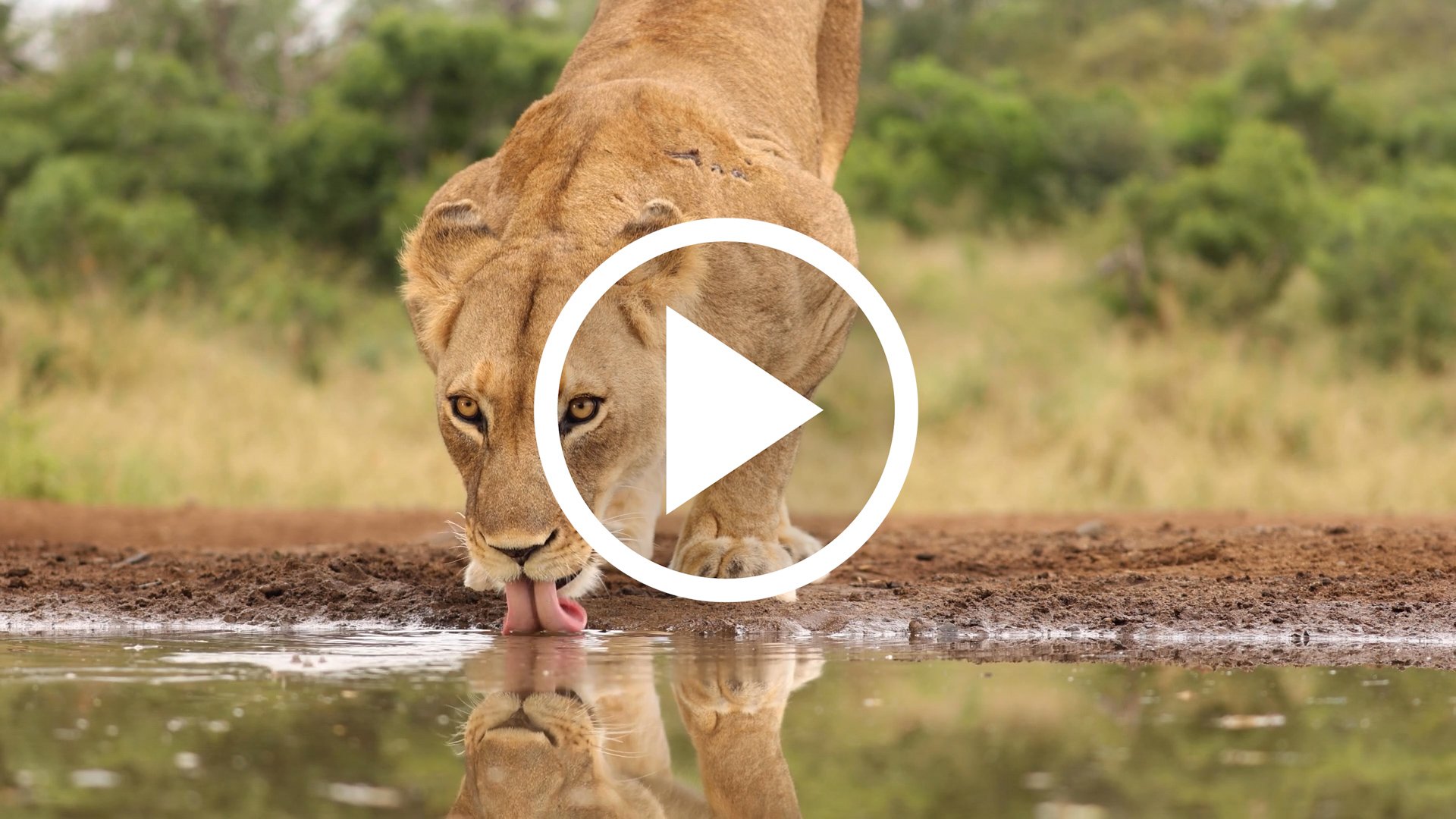 Lion★在庫確認コメント後の購入のみ Zoo Knoxville Wild Journeys - Zoo Knoxville