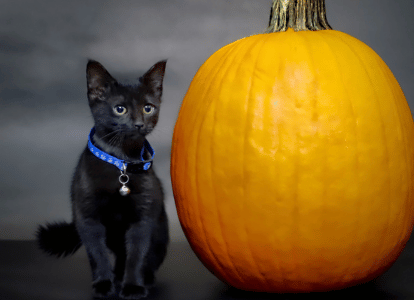 Mary the black cat next to pumpkin