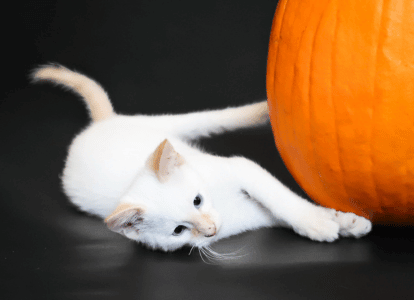 White cat laying next to pumpkin
