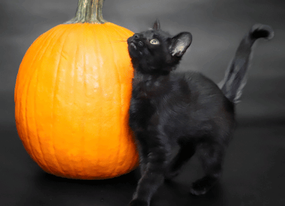 Sarah black cat next to pumpkin