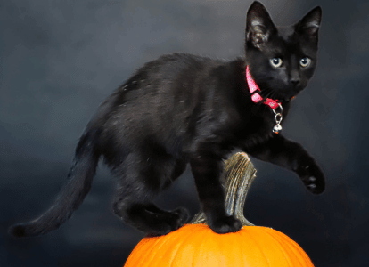 WiniFRED the black cat with a pumpkin