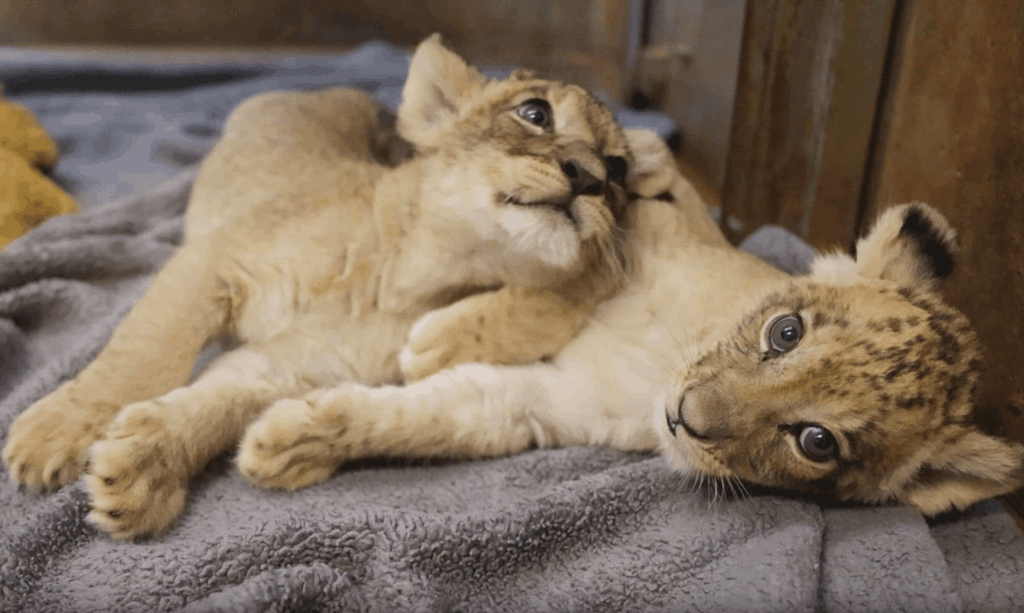Two African lion cubs laying down