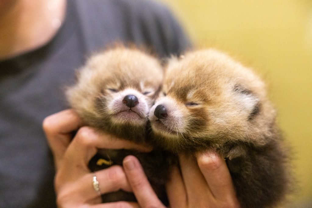 Red Panda Cubs being held