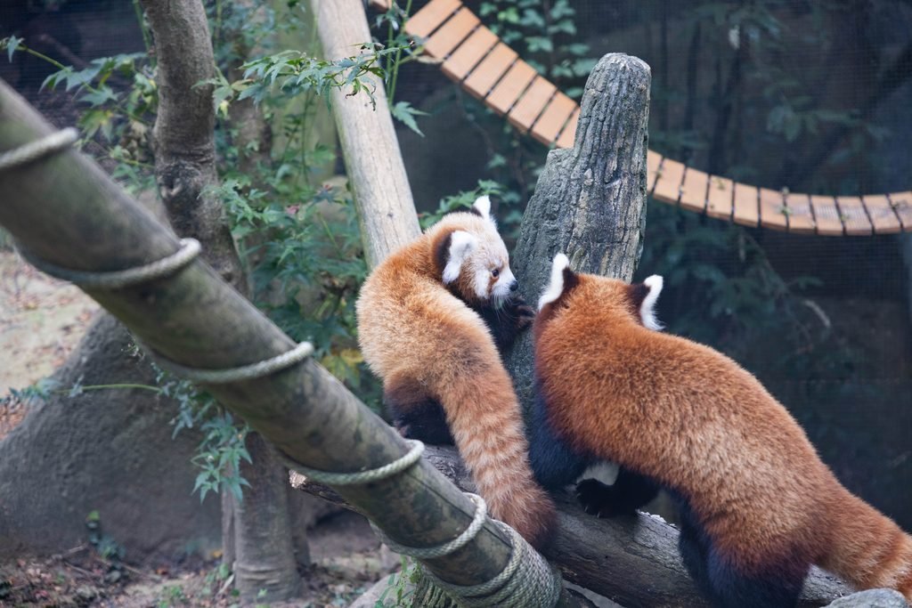 Red Panda Cubs exploring their habitat