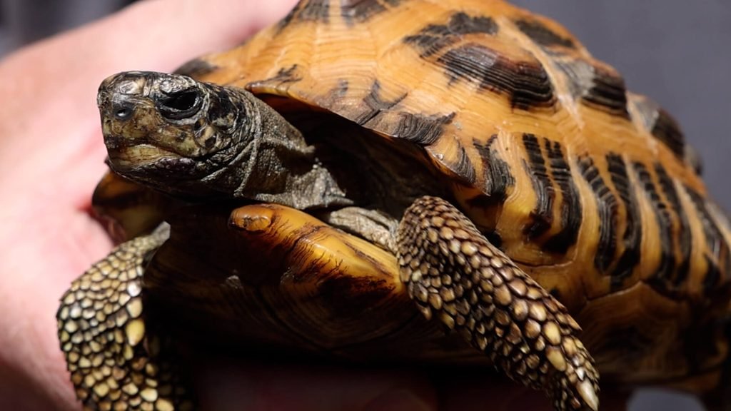 Madagascar Flat-Tailed Tortoise