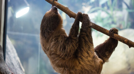 Sloth hanging from a tree limb