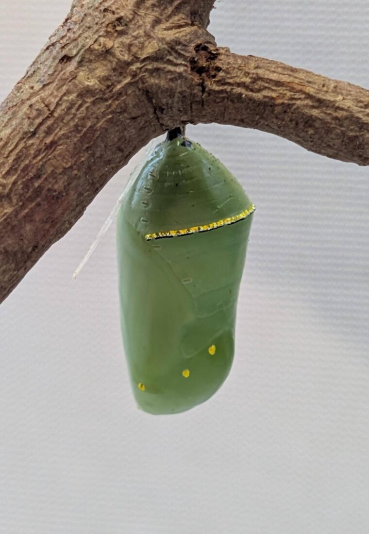 Green and gold butterfly chrysalis
