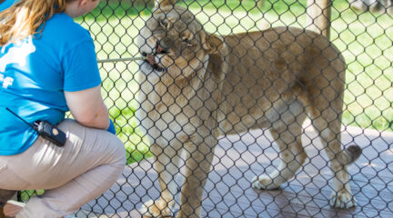 zoo keeper feeding african lion