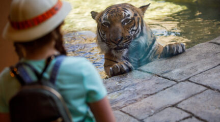 Tiger in water looking through glass at little girl