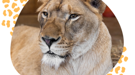 Lion and baboon encounter feature image of lion