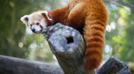 red panda sitting on a tree