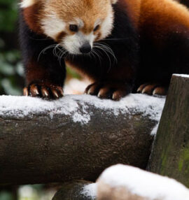 Home - Zoo Knoxville