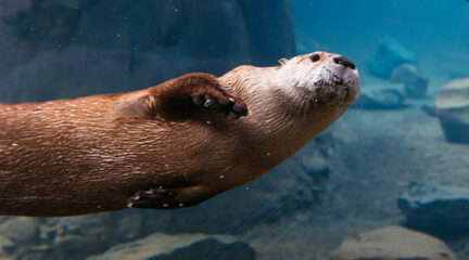 otter swimming underwater