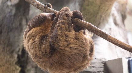Joe the sloth hanging from a branch