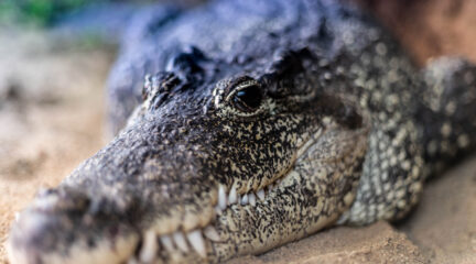 up close of a Cuban crocodile