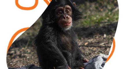 Great Apes encounter