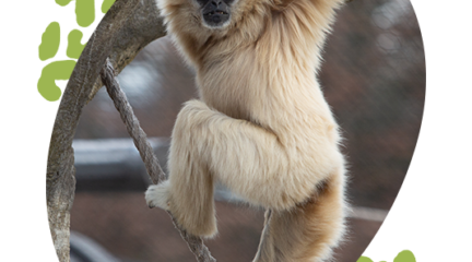 Gibbon climbing a tree