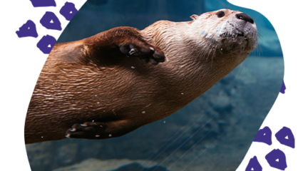 Otter encounters