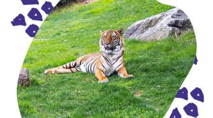 Tiger laying in the grass at the zoo