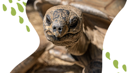close up of tortoise