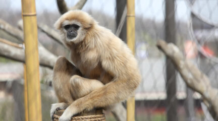Georgie the gibbon sitting