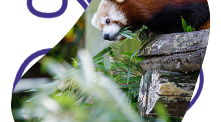 red panda eating bamboo