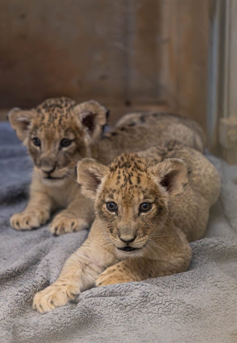 Two African lion cubs together